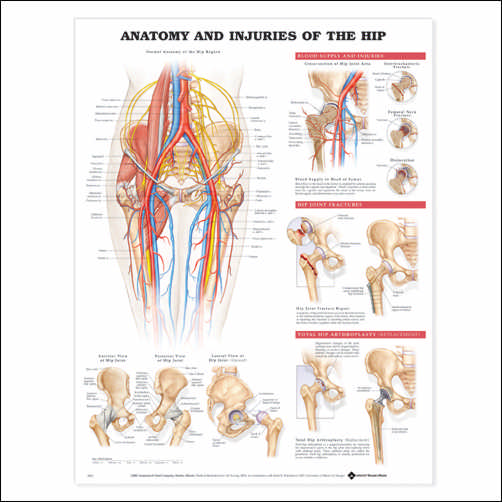 ANATOMY AND INJURIES OF THE HIP – FLEXIBLE LAMINATION - Click Image to Close