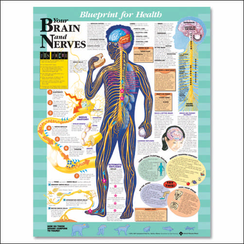 YOUR BRAIN AND NERVES UNMOUNTED CHART - Click Image to Close