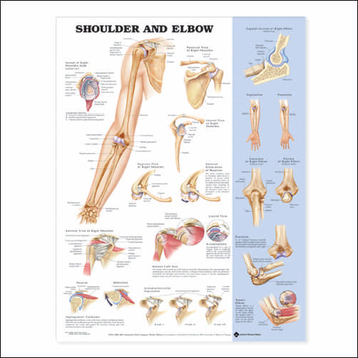 SHOULDER AND ELBOW, STYRENE PLASTIC CHART - Click Image to Close