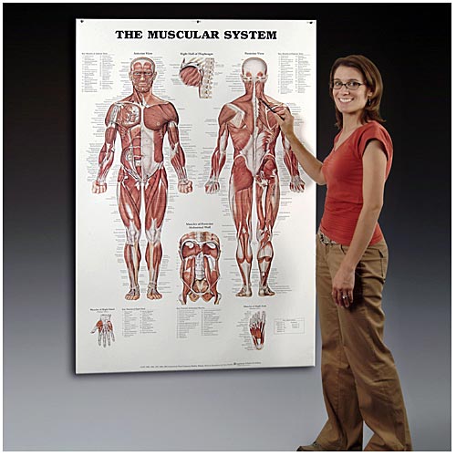 THE MUSCULAR SYSTEM GIANT CHART - Click Image to Close