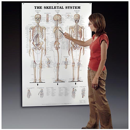 THE SKELETAL SYSTEM GIANT CHART - Click Image to Close