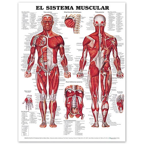 THE MUSCULAR SYSTEM IN SPANISH PAPER CHART - Click Image to Close