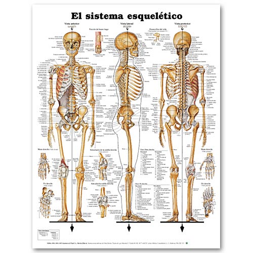 THE SKELETAL SYSTEM IN SPANISH 2E LAMINATED CHART - Click Image to Close