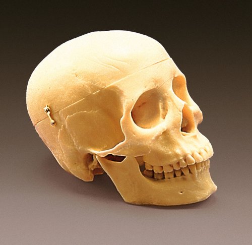 FIRST CLASS HUMAN SKULL - Click Image to Close