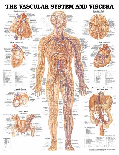THE VASCULAR SYSTEM UNMOUNTED CHART - Click Image to Close