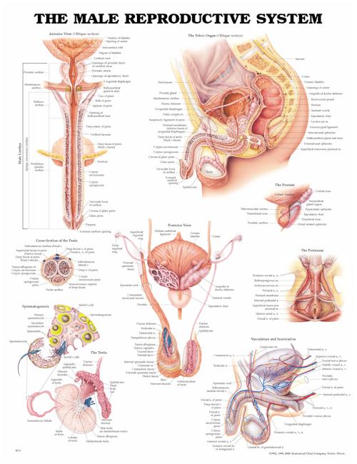 THE MALE REPRODUCTIVE SYSTEM UNMOUNTED CHART - Click Image to Close