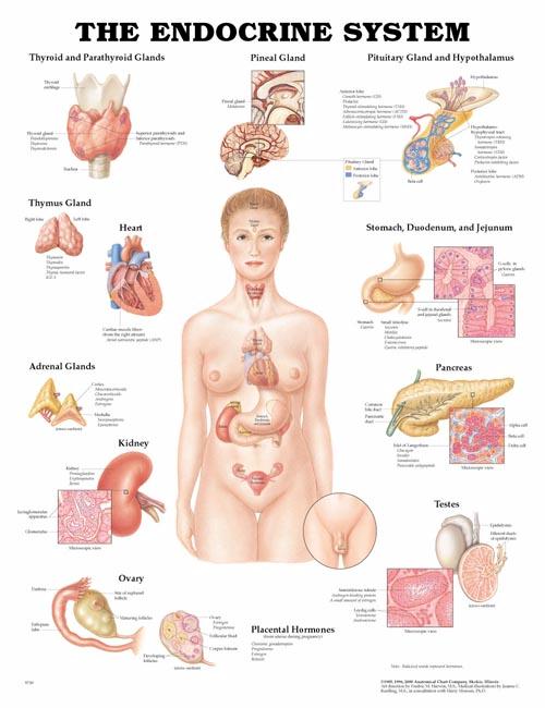 THE ENDOCRINE SYSTEM, FLEXIBLE LAMINATION CHART - Click Image to Close
