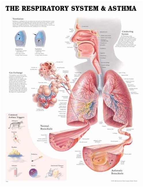 THE RESPIRATORY SYSTEM & ASTHMA - UNMOUNTED CHART - Click Image to Close