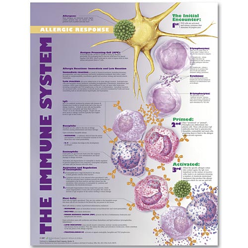 THE IMMUNE SYSTEM: ALLERGIC RESPONSE PAPER CHART - Click Image to Close