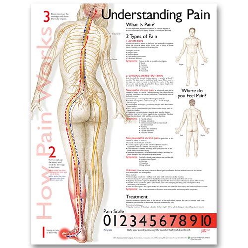 UNDERSTANDING PAIN LAMINATED CHART - Click Image to Close