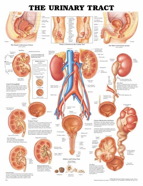 THE URINARY TRACT, FLEXIBLE LAMINATION CHART - Click Image to Close