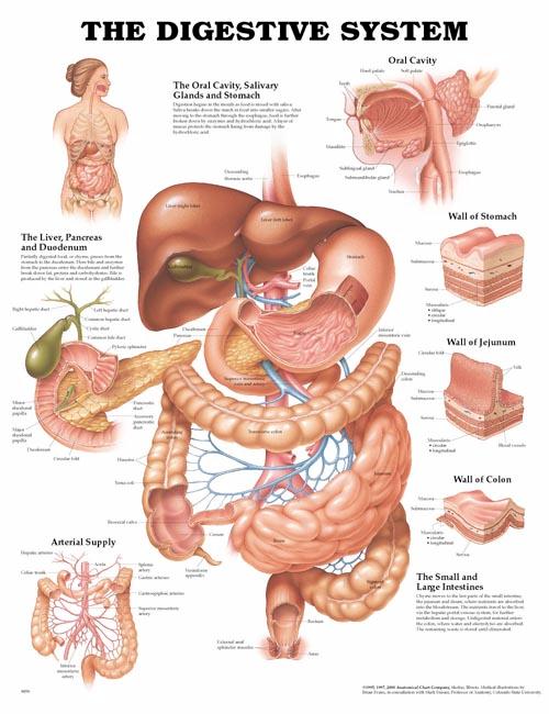 DIGESTIVE SYSTEM, FLEXIBLE LAMINATION CHART - Click Image to Close