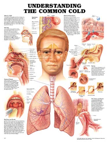Ear Nose And Throat Anatomy Chart