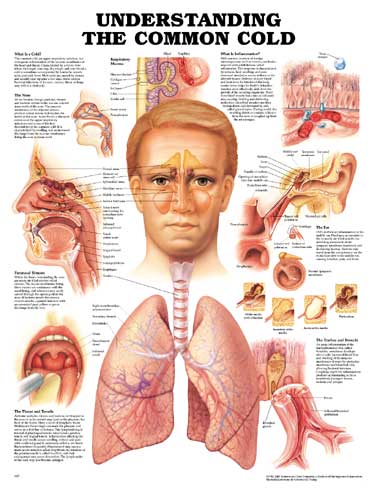 Throat Anatomy Chart