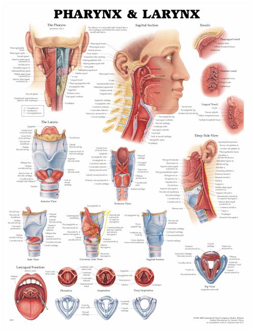 Spinal Nerve 3d Chart