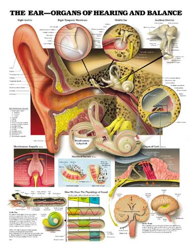THE EAR - ORGANS OF HEARING AND BALANCE FLEXIBLE LAMINATION - Click Image to Close
