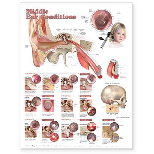 Ear Nose Throat Anatomy Chart