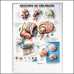 ANATOMY OF THE BRAIN FLEXIBLE LAMINATION - Click Image to Close