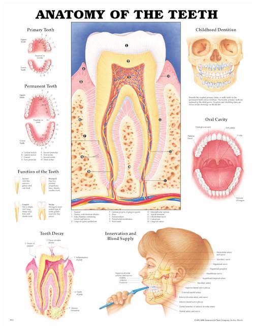 ANATOMY OF THE TEETH FLEXIBLE LAMINATION - Click Image to Close