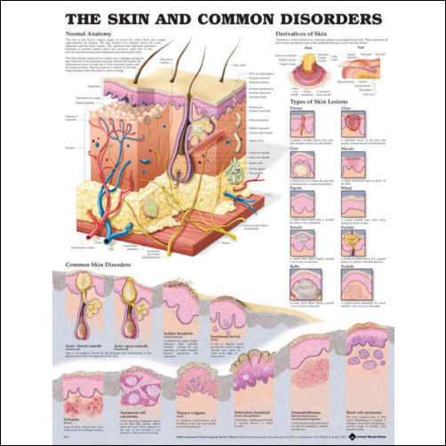THE SKIN AND COMMON DISORDERS UNMOUNTED CHART - Click Image to Close
