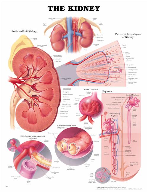THE KIDNEY FLEXIBLE LAMINATION - Click Image to Close