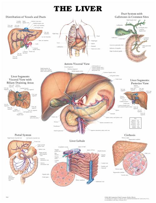 THE LIVER, FLEXIBLE LAMINATION CHART - Click Image to Close