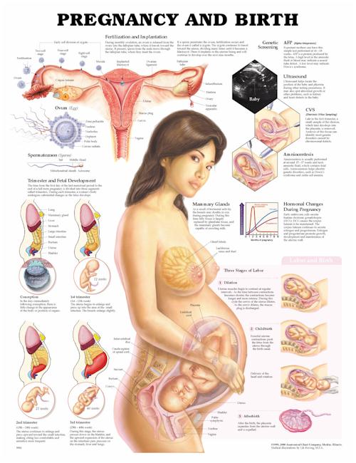 PREGNANCY AND BIRTH FLEXIBLE LAMINATION - Click Image to Close