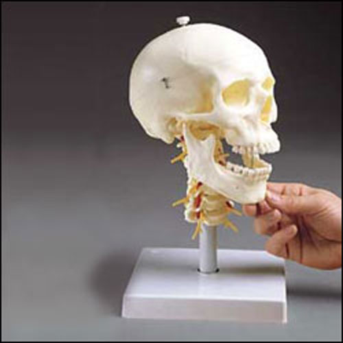 HUMAN SKULL WITH CERVICAL VERTEBRAE - Click Image to Close