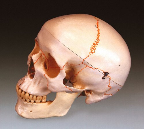 CLASSIC HUMAN SKULL WITH NUMBERS - Click Image to Close