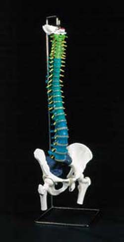 DIDACTIC FLEXIBLE SPINE WITH FEMUR HEADS - Click Image to Close