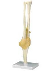 FUNCTIONAL ELBOW JOINT MODEL - Click Image to Close