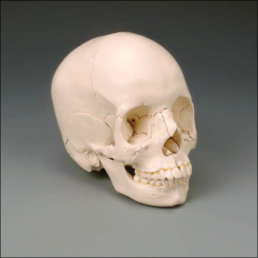 BONE COLOR SKULL KIT - Click Image to Close