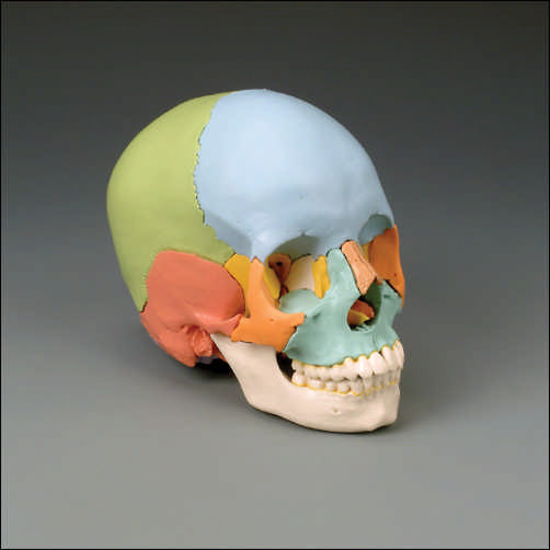 COLOR-CODED SKULL KIT - Click Image to Close