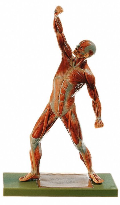 MALE MUSCULAR FIGURE - Click Image to Close