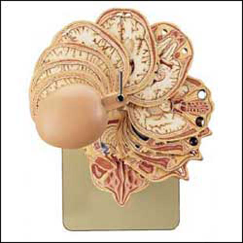 ANATOMICAL SECTION MODEL OF THE HEAD - Click Image to Close