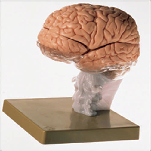 BRAIN DEMONSTRATION MODEL - Click Image to Close