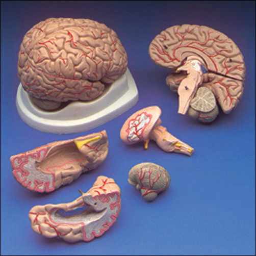 BUDGET BRAIN WITH ARTERIES MODEL - Click Image to Close