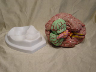 BUDGET BRAIN WITH ARTERIES MODEL - Click Image to Close