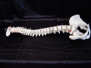 BUCKYS SPINE AND PELVIS (4TH QUALITY) - Click Image to Close