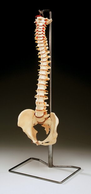 BUDGET VERTEBRAL COLUMN WITH STAND - Click Image to Close