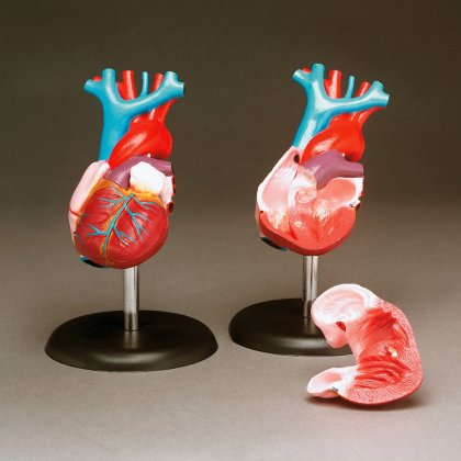 BUDGET LIFE-SIZE HEART MODEL - Click Image to Close