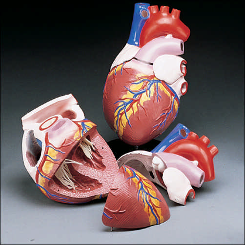 BUDGET JUMBO HEART MODEL - Click Image to Close