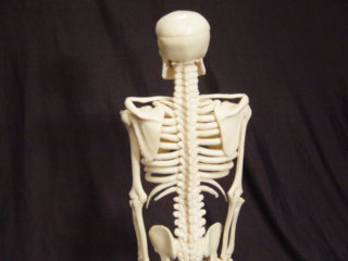 MY FIRST SKELETON (TINY TIM) - Click Image to Close