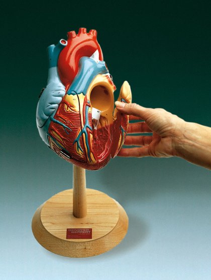 GIANT HEART OF AMERICA MODEL - Click Image to Close