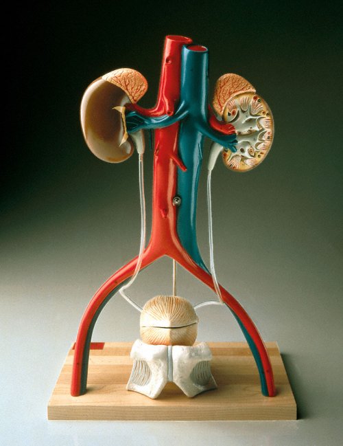 DELUXE URINARY SYSTEM MODEL - Click Image to Close