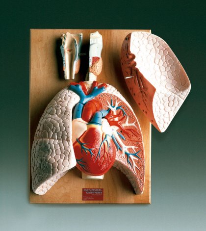 HEART AND RESPIRATORY ORGANS MODEL - Click Image to Close