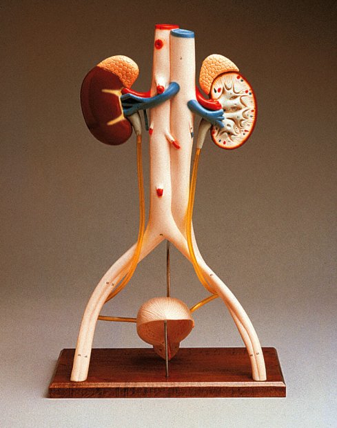 HANDS-ON URINARY SYSTEM MODEL - Click Image to Close