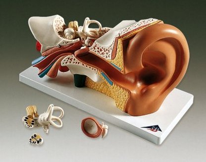 4-PART EAR MODEL - Click Image to Close