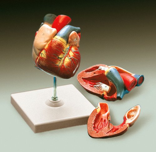 CLASSIC HUMAN HEART MODEL - Click Image to Close