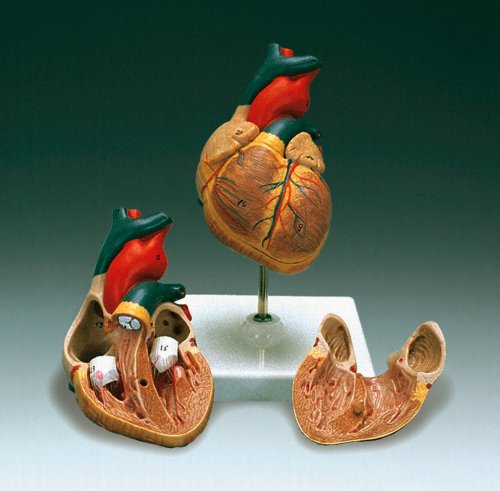 CLASSIC HEART MODEL - Click Image to Close